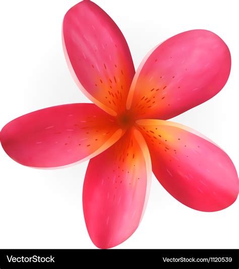 Plumeria Graphics to Download