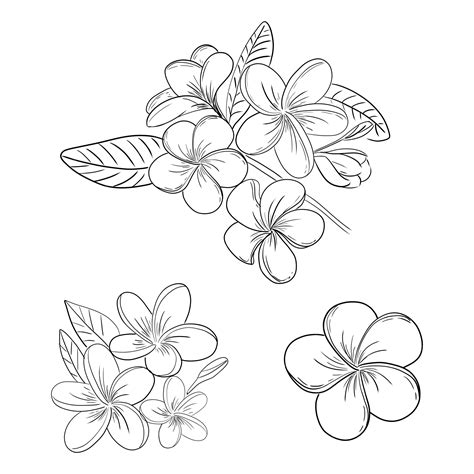 Plumeria Outline PSD - Freepik