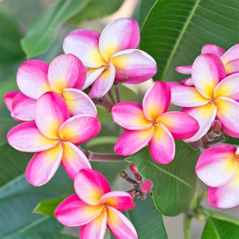 Plumeria bloom. From narrow and corrugated leaves like Plumeria alba to glossy, dark-green leaves like Plumeria pudica, the shapes and arrangements vary. Fragrance varieties also differ depending on the type of leaf. The symbolism associated with the flower is also different, from representing intense love and lasting bonds in India to being a sign of … 