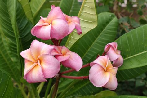 Plumeria san diego. Plumeria are usually propagated by cutting and grafting. You may also start new plants by seed, but the flower color of the new plant may be different from the parent plant. Take 12-18 in. cuttings (30-45 cm) of leafless stem tips in the spring and early summer. Use a sterile, sharp cutting tool to cut the stem. 