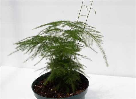 Plumosa Fern 4