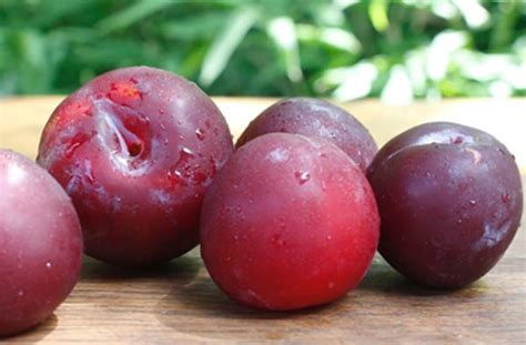 Plums – Ruby Star – Village Greens, Charlesworth