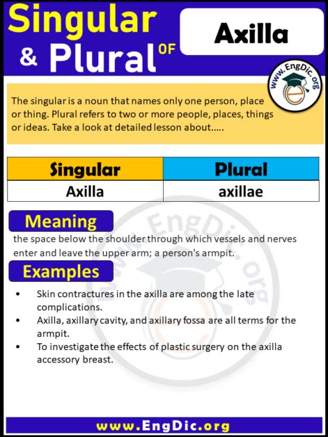 Plural Form Of Axilla Archives EngDic