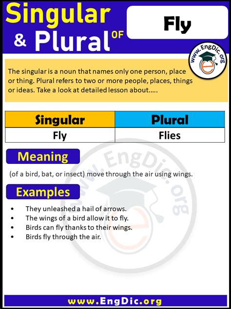Plural Form Of Fly Archives EngDic