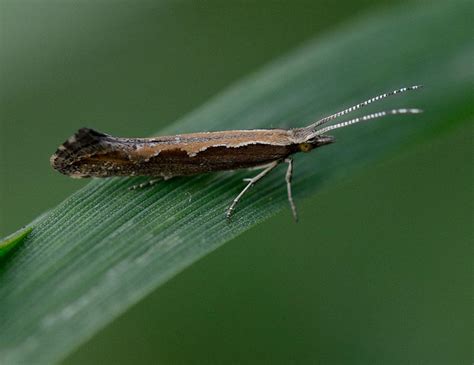 Plutella xylostella - LepiWiki - Lepiforum