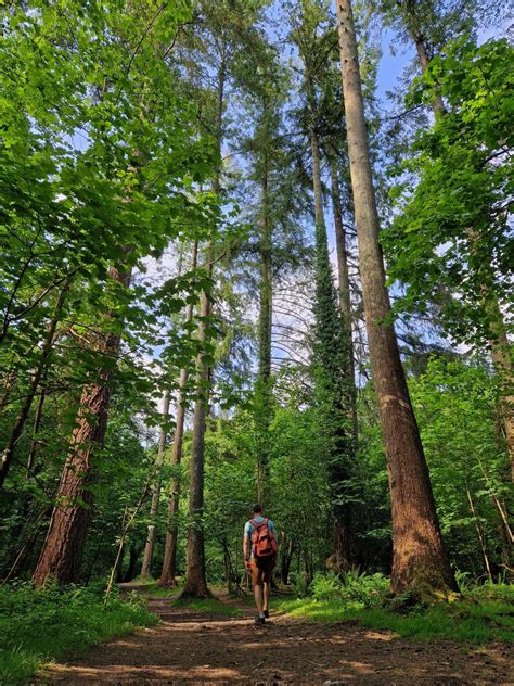 Plymbridge Woods walk - 6 NOV 2024