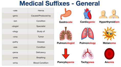 Pnea suffix medical term. Things To Know About Pnea suffix medical term. 