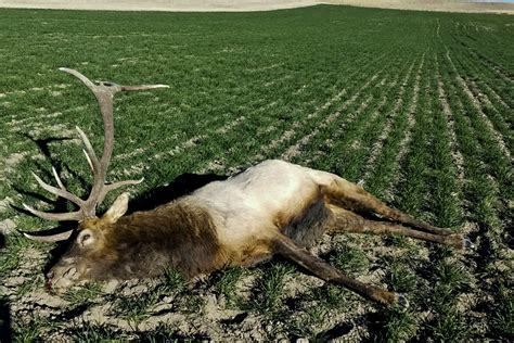 Poacher wanted for killing, dumping body of large bull elk