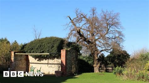 Pocahontas Heacham mulberry tree DNA test