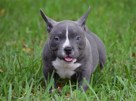 Pocket blue american bully puppy. The American Bully is a companion breed known for its muscular build, friendly demeanor, and loyalty to its family. With a distinctive head shape and strong, compact body, these dogs are affectionate with children and make excellent family pets. American Bullies come in various sizes, from pocket to XL, and coat colors range from a solid coat ... 