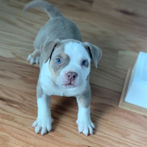Pocket bully for sale near me. 9. 2 hours. Boost. American bully pups ( pocket ) £2,500. American BullyAge: 13 weeks4 male / 5 female. pocket bully pups mothers father can be seen as both belong to us. will come flead, wormed, microchipped, vaccinated, abkc paperwork and a puppy pack. 