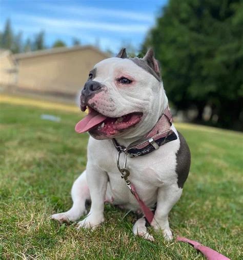 The American Pocket Bully is a designer breed developed from the American Pit Bull Terrier, American Staffordshire Terrier, and Bulldog-type dogs’ foundation. It is important to notice that these dogs are not Pit Bulls, even though they are often mistaken for them. This designer breed was developed to become a great family pet and guard dog.. 