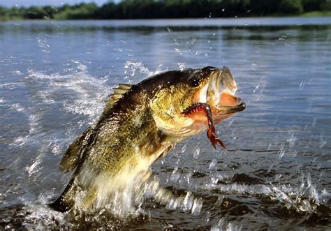 Pocket guide to fly fishing for largemonth bass. - Takeuchi tb128fr mini excavator service repair manual.