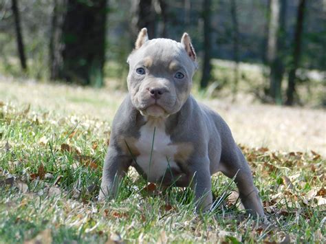 Welcome to G-Train Bullies! We are a family owned and operated American Bully Kennel located in NORTH Carolina. We breed Pocket, Standard, and XL American Bullies! We strive to produce quality dogs which include health, function, structure, muscle, temperament, and stability. We aim to produce show quality American Bullies who make exceptional .... 