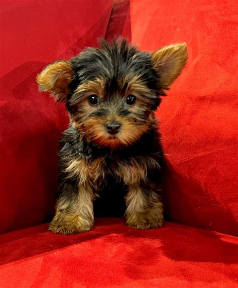 Puppy Theft Caught On Camera In Pet Shop Break-In: Police - Arlington Heights, IL - Police are searching for the two suspects who they say stole a toy Yorkshire terrier puppy from Pocket Puppies .... 