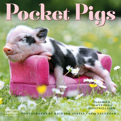 Read Online Pocket Pigs Wall Calendar 2019 The Famous Teacup Pigs Of Pennywell Farm By Workman Publishing