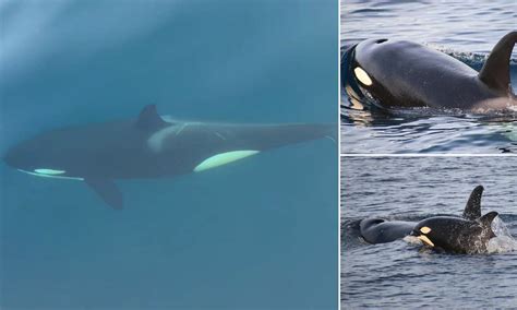 Pod of hunting orcas, calves spotted off Los Angeles coast