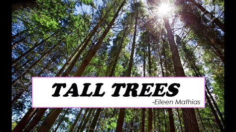 Poem: Tall Trees by Eileen Mathias - PoetryNook.Com