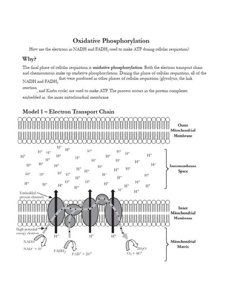 Pogil Answer Phosphorylation Key Oxidative