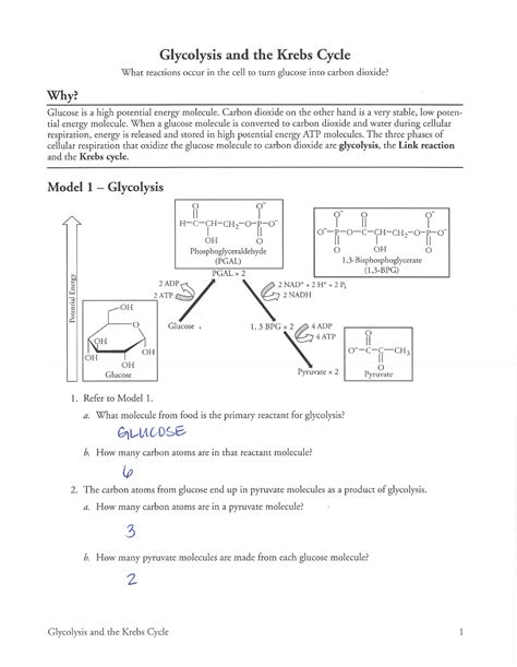 Pogil activities for ap biology answers pdf. AP Biology. 999+ Documents. Students shared 4193 documents in this course. ... Chi Square Pogil Answers; Mitosis and Meiosis Project; AP Bio Photosynthesis Poster; 