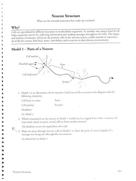 Justify your answer with evidence from Model 2. 13. The diagram in Model 2 shows a voltage or potential across the membrane. a. What is the resting membrane potential of a neuron? (Be sure to include units.) b. Propose an explanation for why there is an uneven distribution of charge across the membrane, resulting in a potential..