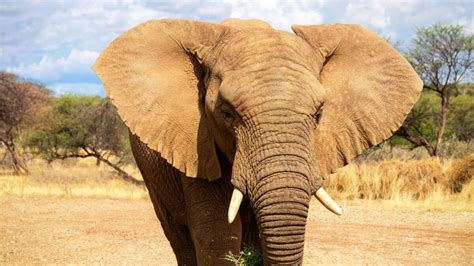 Poids moyen éléphant d'afrique 94°