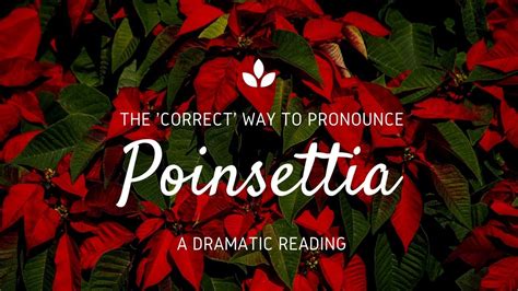 Poinsettia pronunciation. Things To Know About Poinsettia pronunciation. 