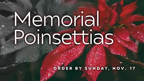 Poinsettias Presented In Loving Memory Of - Immanuel …