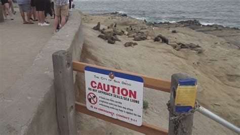 Point La Jolla could close year-round to keep sea lions, people safe