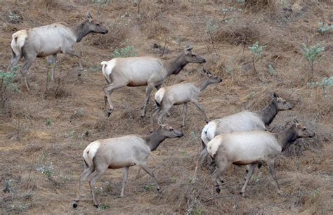 Point Reyes tule elk fence may come down, feds say