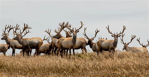 Point Reyes tule elk herds recover after die-off during drought