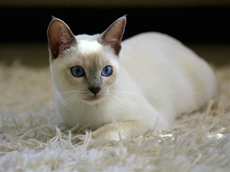 Pointed siamese cats. The Siamese (and other pointed cats) have a modifier gene that inhibits the development of pigmentation on the fur above 100 – 102 F (37.7 – 38.8). The coat colour genes turn on in cooler parts of the body such as the face, lower limbs and tail, but warmer parts remain pale due to a lack of pigmentation. Siamese kittens are born all white ... 