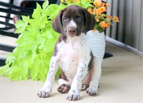 Pointer Poodle Mix Puppies
