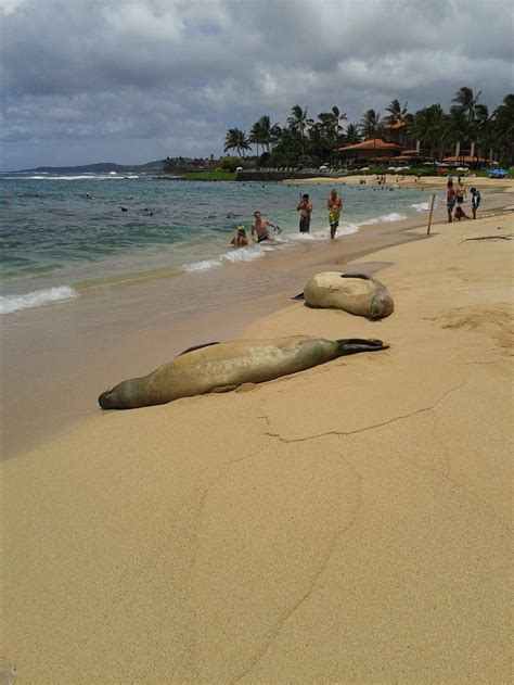 Poipu Beach Park - All You Need to Know BEFORE …