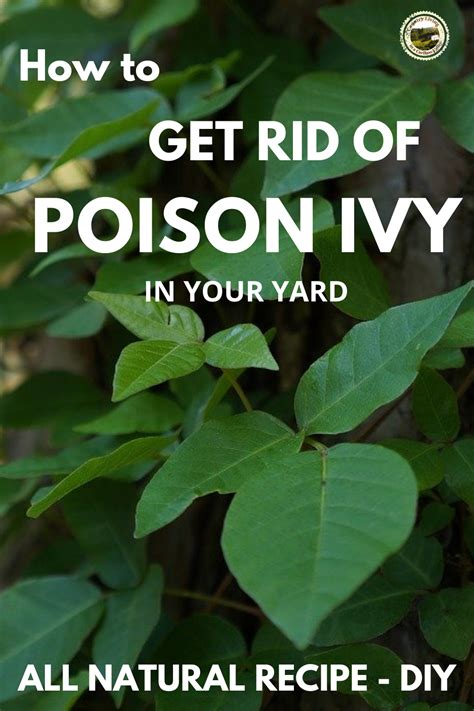 Poison Ivy Control in Orlando, FL Buzz Poison Ivy Control