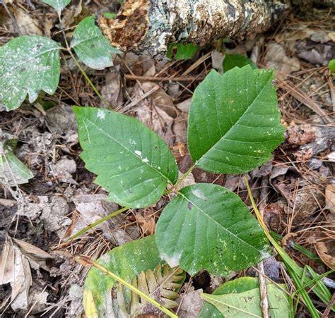 Poison Ivy Onlyfans Leaked