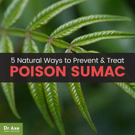 Poison Sumac Symptoms + 5 Natural Treatments - Dr. …