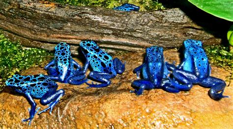 Poison arrow frogs a guide to their natural history and. - Kubota b6000 tractor illustrated master parts list manual instant.