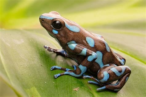 Poison dart frogs a complete guide to dendrobatidae complete herp care. - Little brown handbook by fowler 11th edition.
