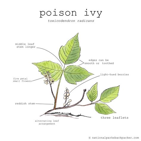 🔥 Poison_Ivy1 Leaks [PPV]