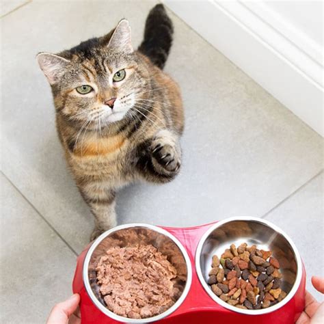 Poisonous Foods For Cats - Avoid These Items Purina