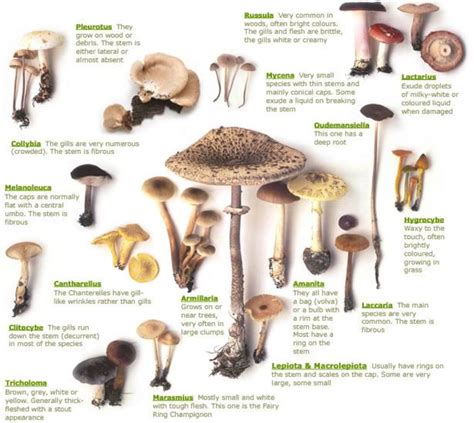 Poisonous Mushroom Identification Chart