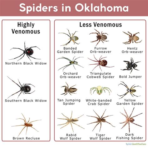Poisonous Oklahoma Spiders Identification Chart