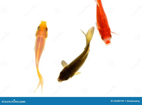 Poisson rouge jaune et noir