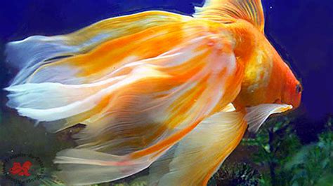 Poisson rouge queue de voile