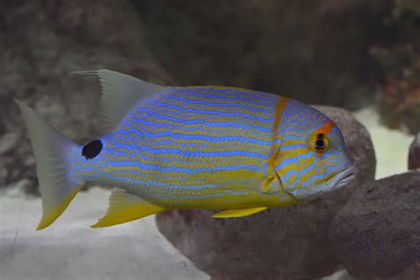 Poissons