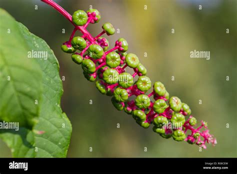 Pokeweed cancer. Things To Know About Pokeweed cancer. 