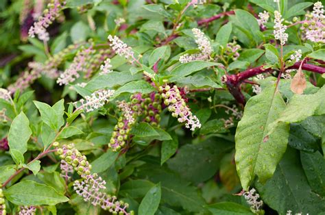Pokeweed (Phytolacca americana) This plant literally has the word “weed” in its common name, but its Latin name, Phytolacca Americana reveals that it is indeed another native plant. However .... 