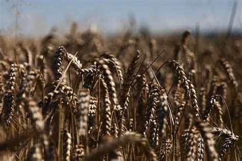 Poland suspends imports of Ukrainian grain