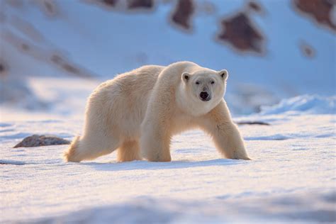 Polar Onlyfans Leak